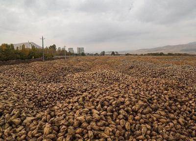 دور زدن قوانین محیط زیستی با جابجایی کارخانه قند از مشهد به مهاباد