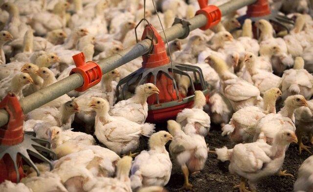 سرانه مصرف گوشت مرغ در لرستان بیش از 37 کیلوگرم در سال است